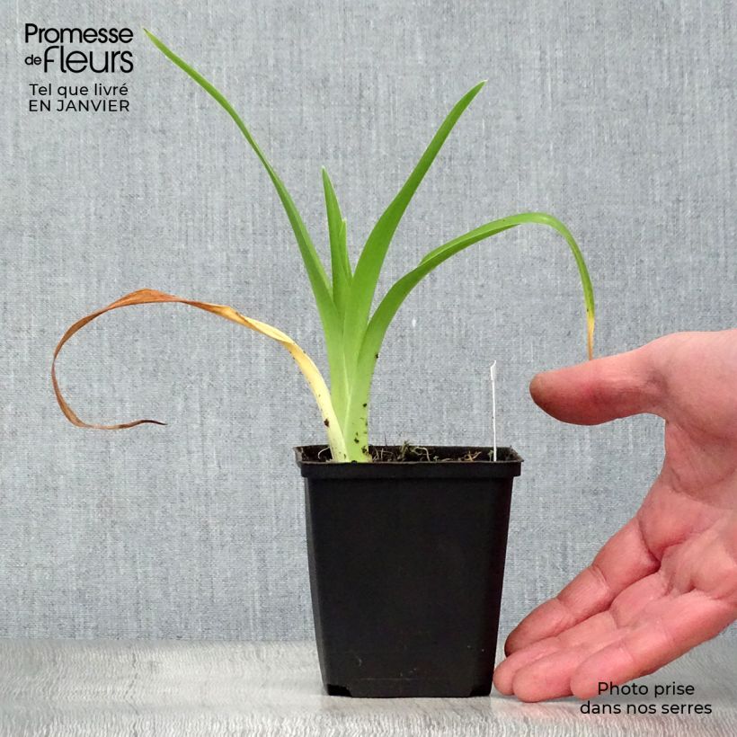 Hemerocallis Gentle Shepherd - Emerocallide Vasetto da 8/9 cm esemplare consegnato in inverno