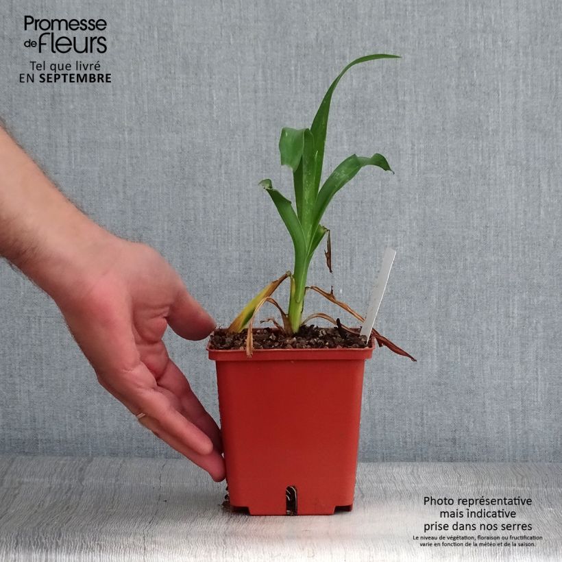 Esemplare di Hemerocallis Rose Corsage - Emerocallide Vaso da 1L/1,5L come consegnato in autunno