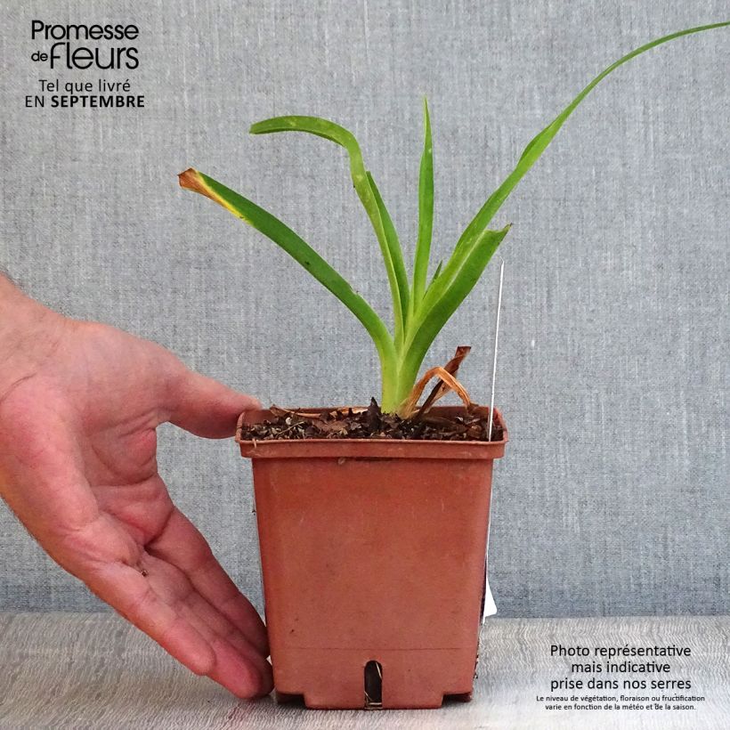 Esemplare di Hemerocallis Siloam Ribbon Candy - Emerocallide Vaso da 1L/1,5L come consegnato in autunno