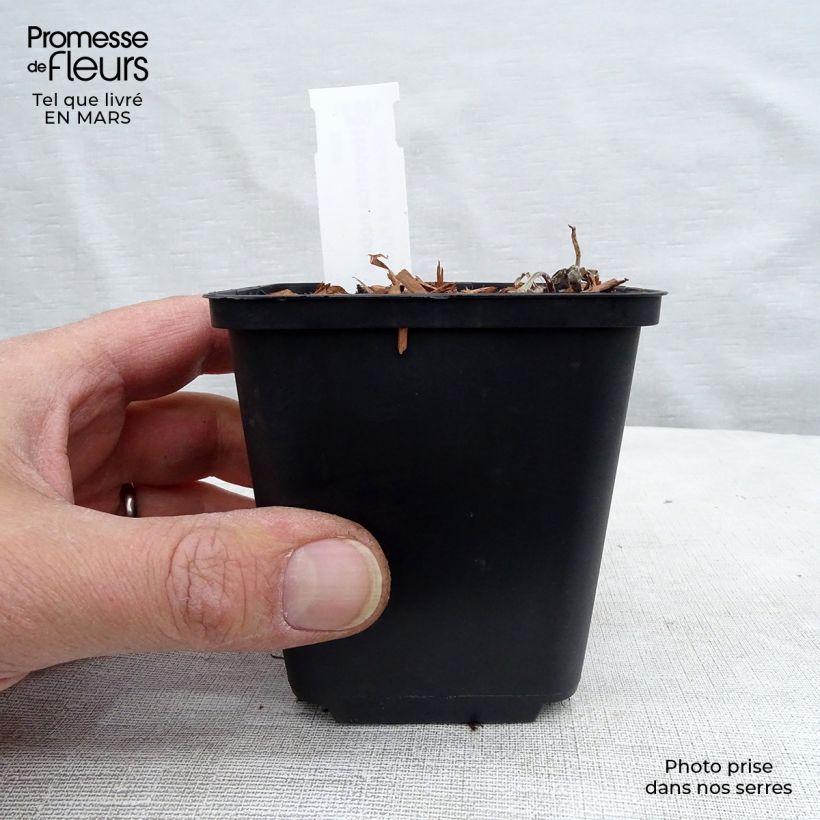 Hepatica nobilis - Erba trinità Vasetto da 8/9 cm esemplare consegnato in primavera