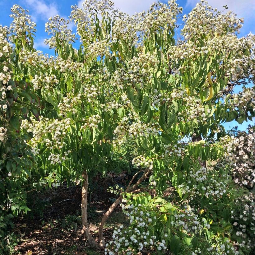 Heptacodium miconioides (Porto)