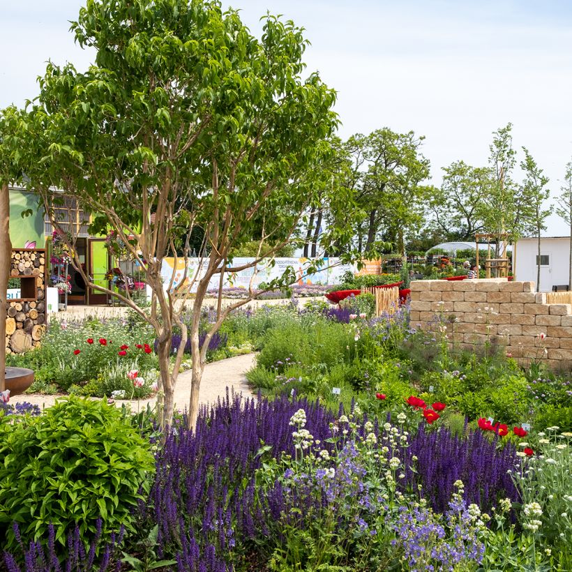 Heptacodium miconioides Temple of Bloom (Porto)