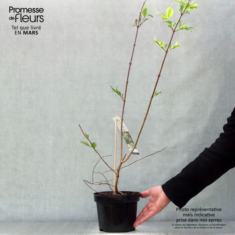 Heptacodium miconioides Vaso da 3L/4L esemplare consegnato in primavera