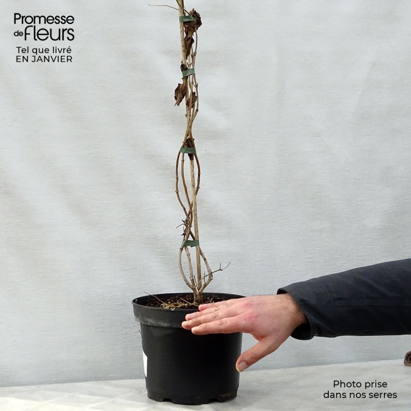 Heptacodium miconioides Vaso da 3L/4L esemplare consegnato in inverno