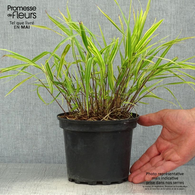 Hakonechloa macra Albostriata - Erba della foresta giapponese Vaso da 2L/3L esemplare consegnato in primavera