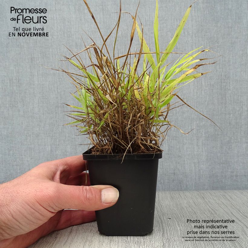 Esemplare di Hakonechloa macra All Gold - Erba della foresta giapponese Vasetto da 8/9 cm come consegnato in autunno