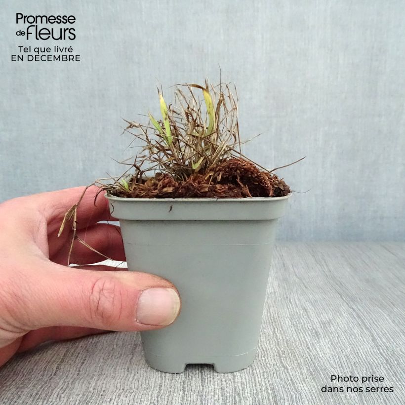 Hakonechloa macra All Gold - Erba della foresta giapponese Vasetto da 8/9 cm esemplare consegnato in inverno