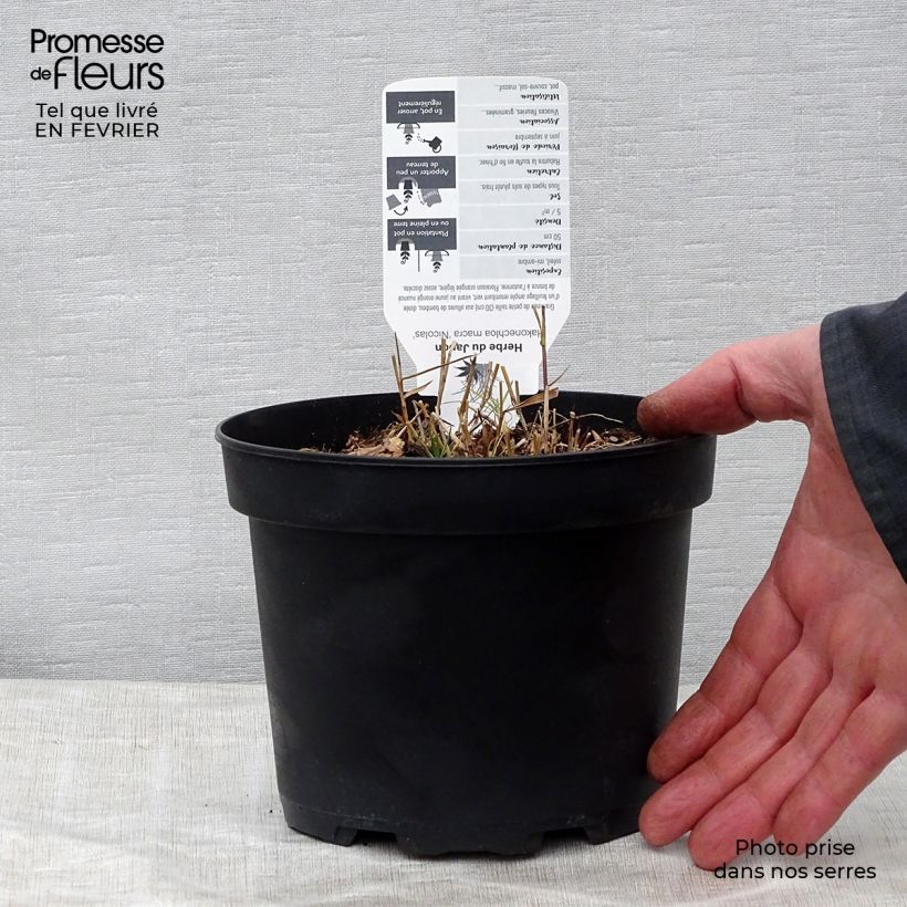 Hakonechloa macra Nicolas - Erba della foresta giapponese Vaso da 2L/3L esemplare consegnato in inverno