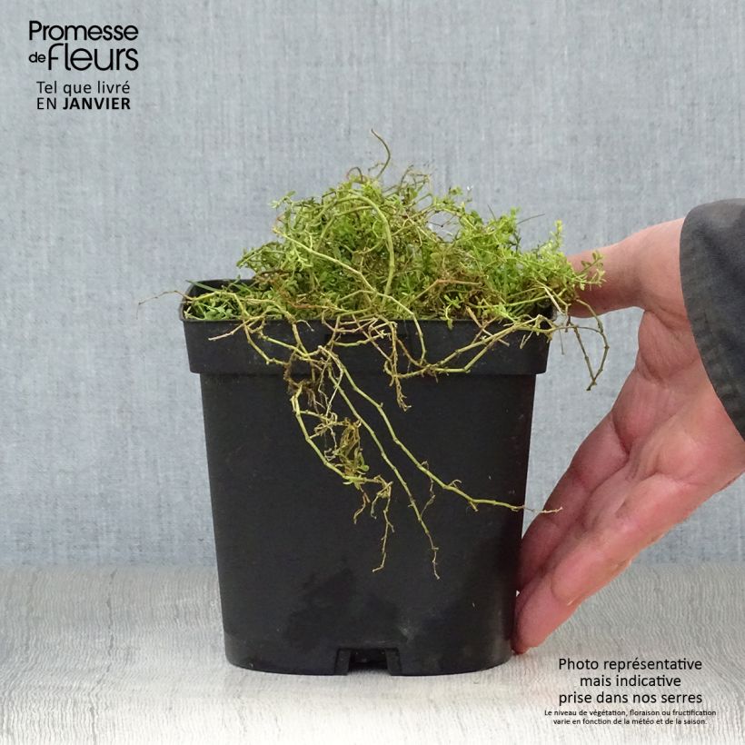 Herniaria glabra Vaso da 2L/3L esemplare consegnato in inverno