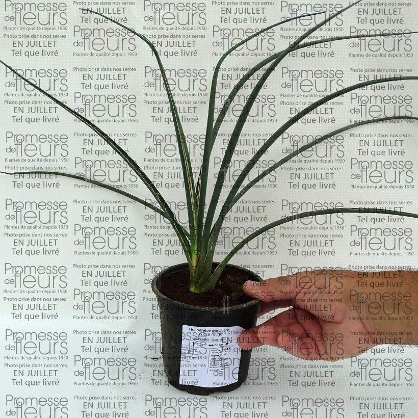 Esemplare di Hesperaloe parviflora - Yucca rossa Vaso da 7,5L/10L consegnato in estate