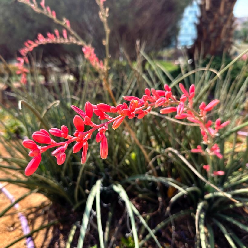 Hesperaloe parviflora Arizona Sunrise - Yucca rossa (Fioritura)
