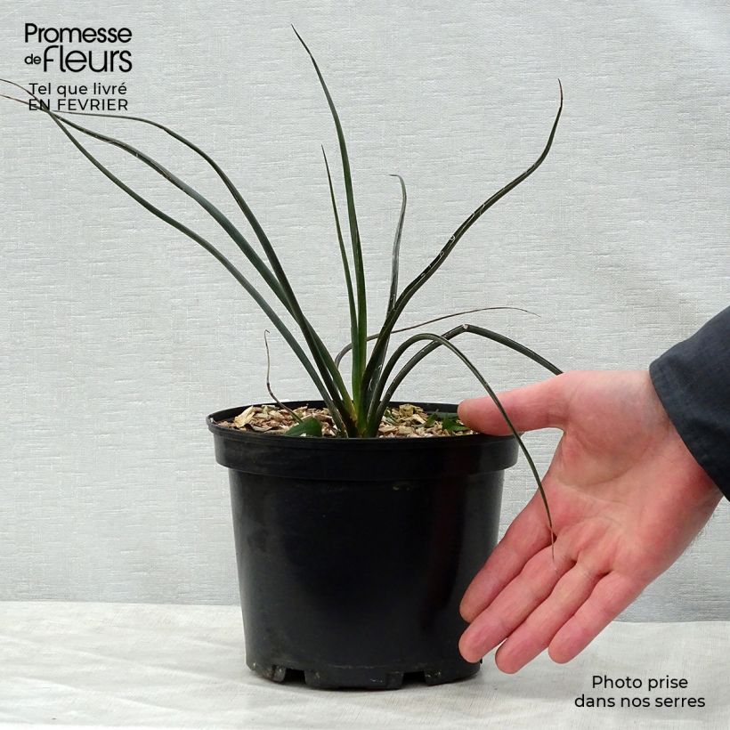 Hesperaloe parviflora Rubra - Yucca rossa Vaso da 2L/3L esemplare consegnato in inverno
