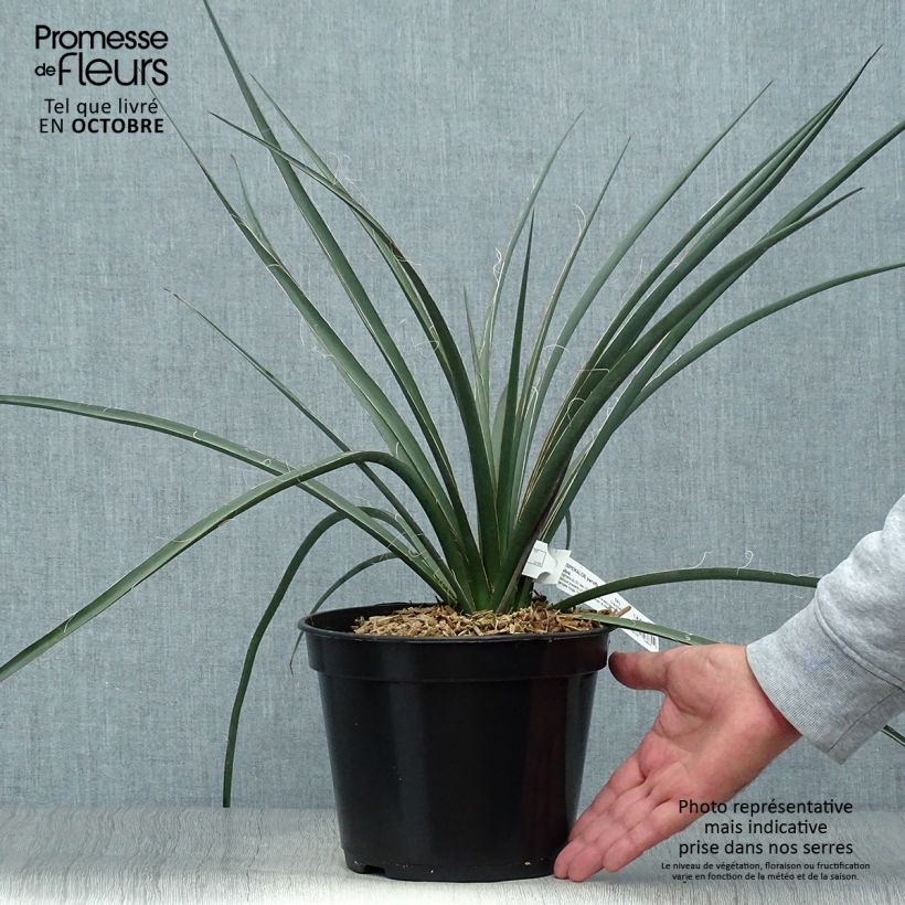 Esemplare di Hesperaloe parviflora Rubra - Yucca rossa Vaso da 2L/3L come consegnato in autunno
