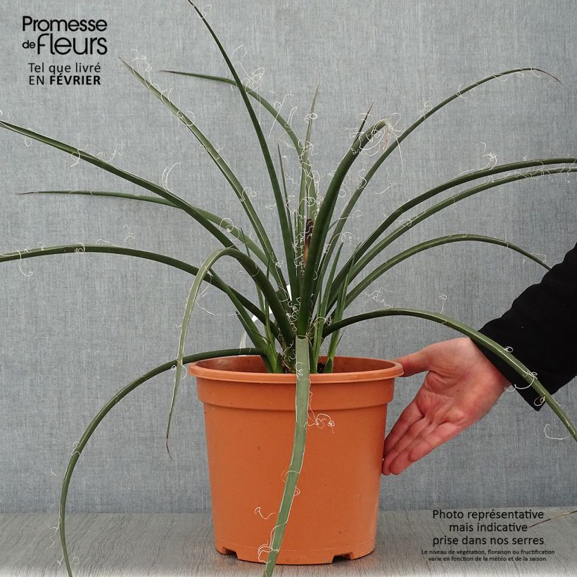 Hesperaloe parviflora - Yucca rossa Vaso da 7,5L/10L esemplare consegnato in inverno