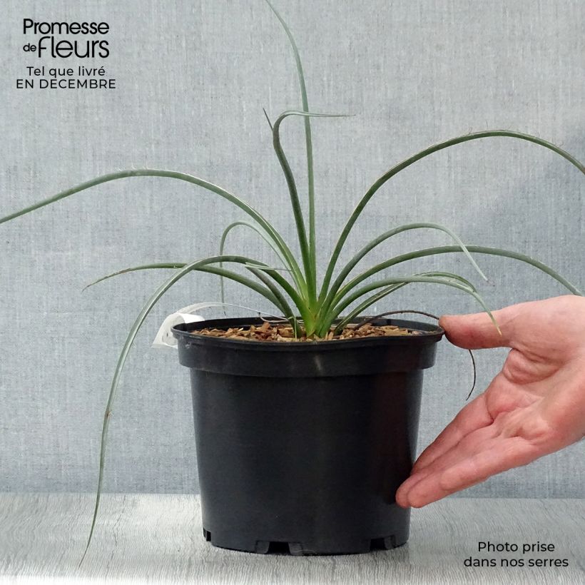 Hesperaloe parviflora Rose des Sables - Yucca rossa Vaso da 2L/3L esemplare consegnato in inverno