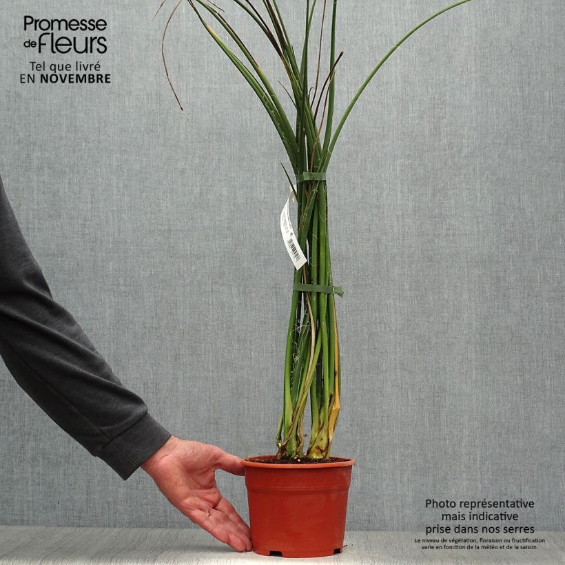 Esemplare di Hesperaloe parviflora Rose des Sables - Yucca rossa Vaso da 2L/3L come consegnato in autunno