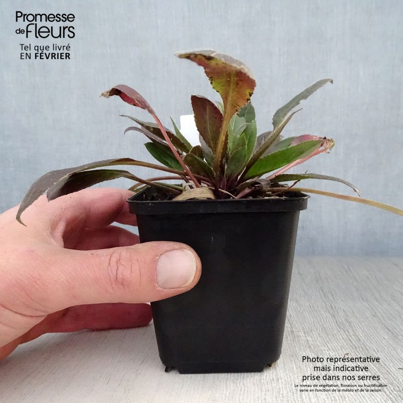 Hesperis matronalis Alba - Violaciocca antoniana bianca Vasetto da 8/9 cm esemplare consegnato in inverno