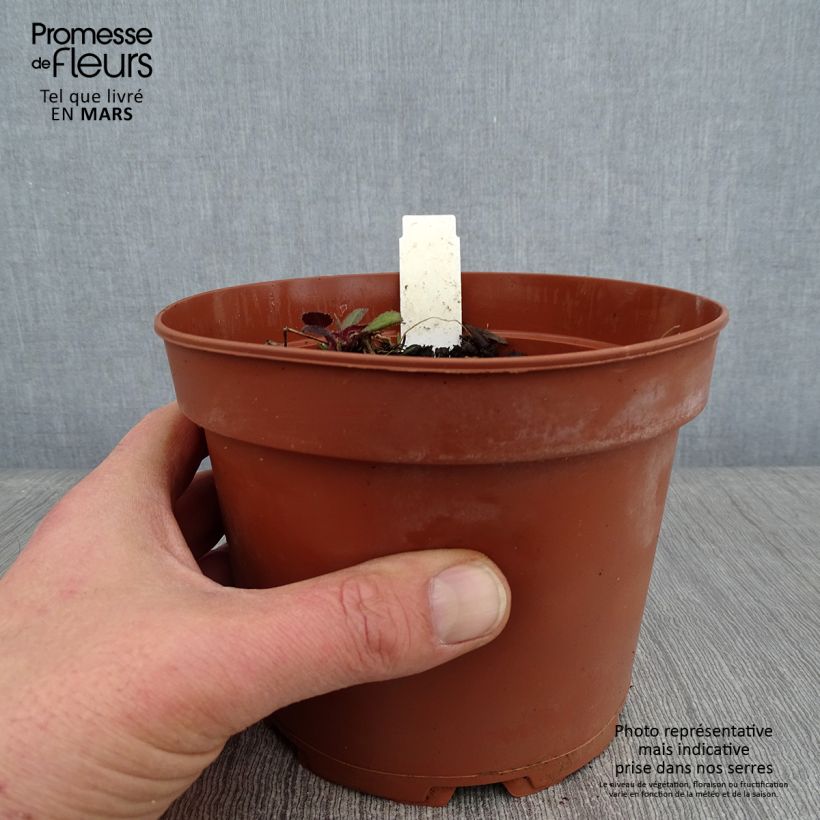 Hesperis matronalis Alba - Violaciocca antoniana bianca Vaso da 2L/3L esemplare consegnato in inverno