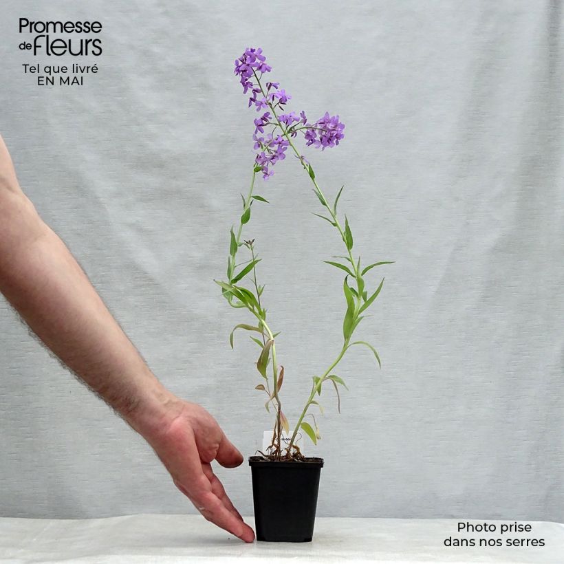 Hesperis matronalis - Violaciocca antoniana Vasetto da 8/9 cm esemplare consegnato in primavera