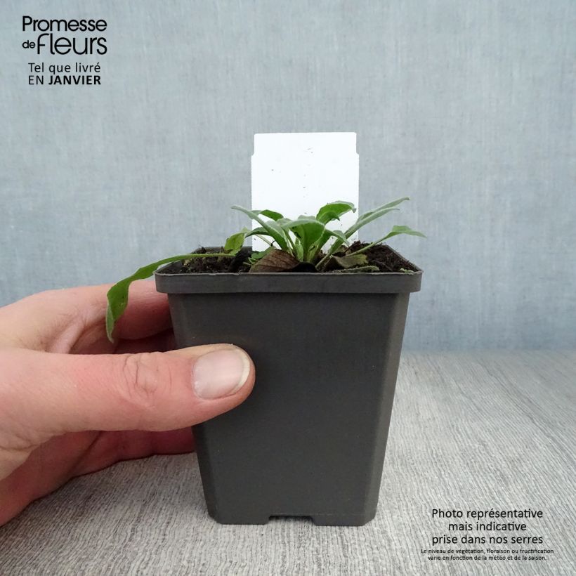 Hesperis matronalis - Violaciocca antoniana Vasetto da 8/9 cm esemplare consegnato in inverno