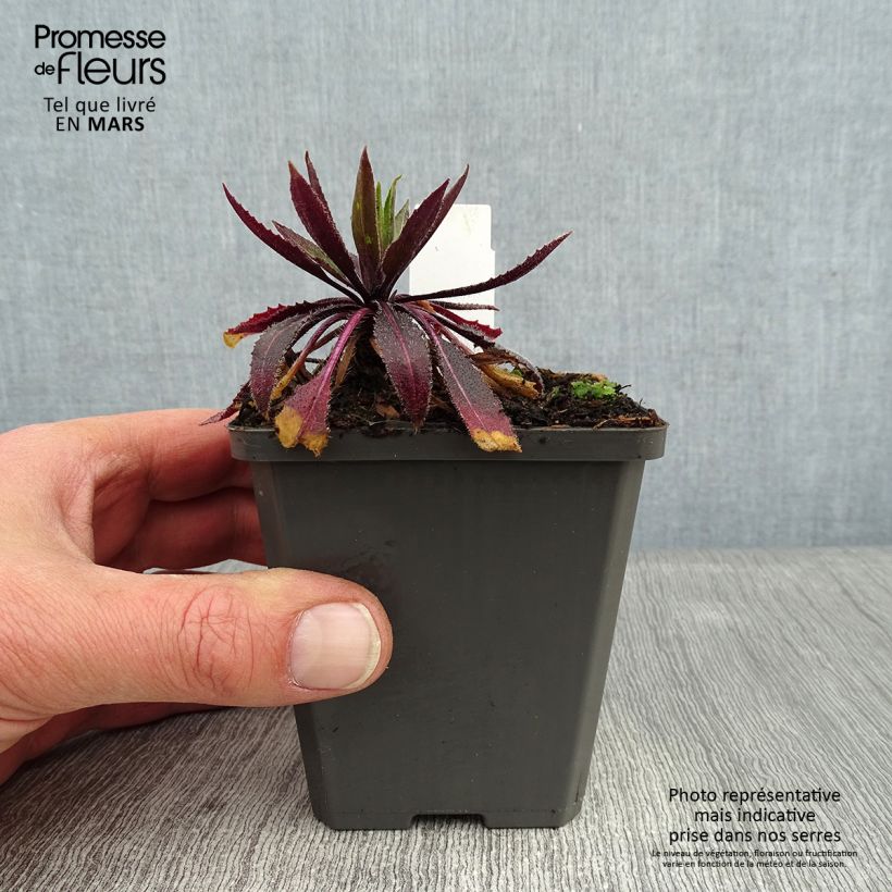 Hesperis matronalis Alba Plena - Violaciocca antoniana bianca Vasetto da 8/9 cm esemplare consegnato in inverno