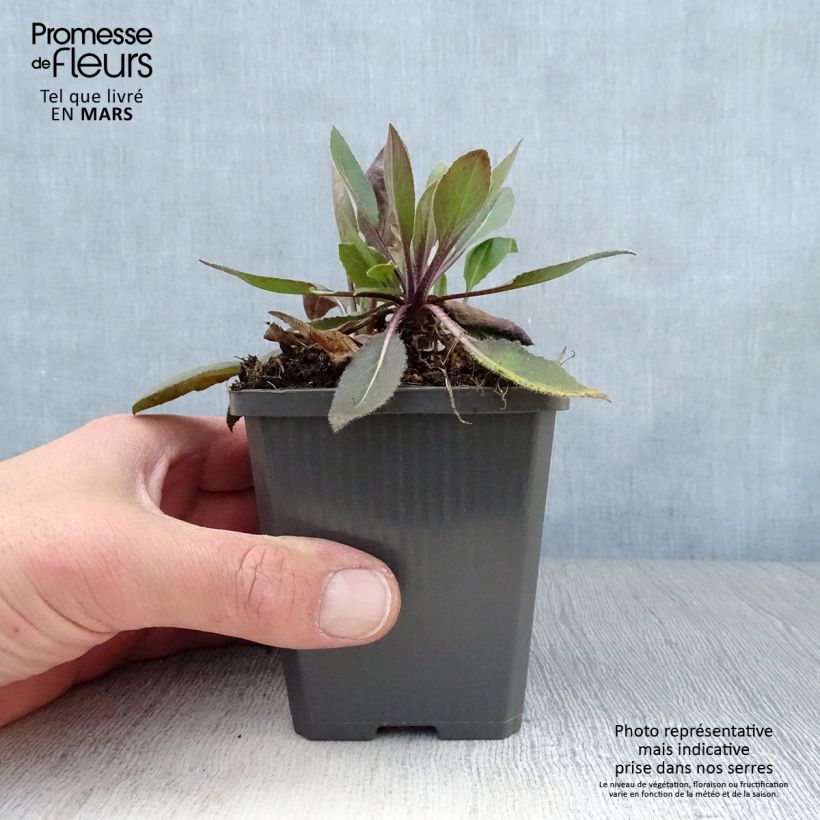 Hesperis matronalis Alba Plena - Violaciocca antoniana bianca Vasetto da 8/9 cm esemplare consegnato in primavera