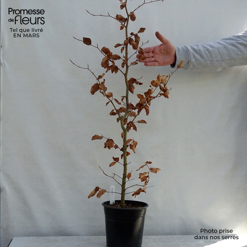 Fagus sylvatica - Faggio Vaso da 2L/3L esemplare consegnato in primavera