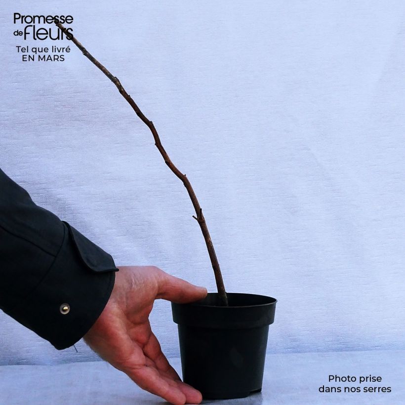 Fagus sylvatica - Faggio Vasetto da 8/9 cm esemplare consegnato in primavera