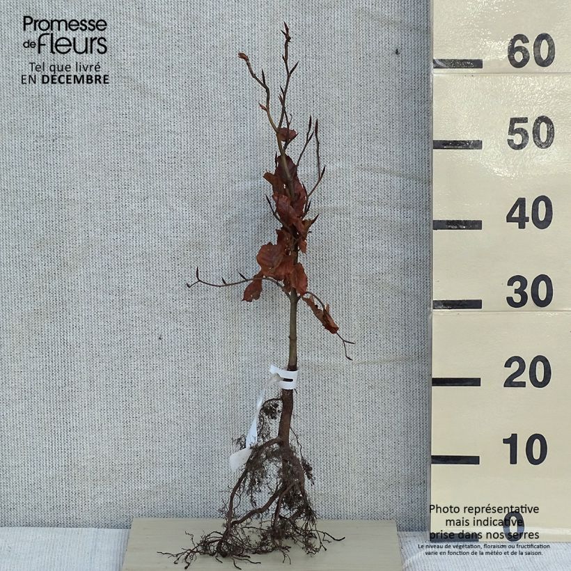 Fagus sylvatica - Faggio Piante piccole a radice nuda esemplare consegnato in inverno