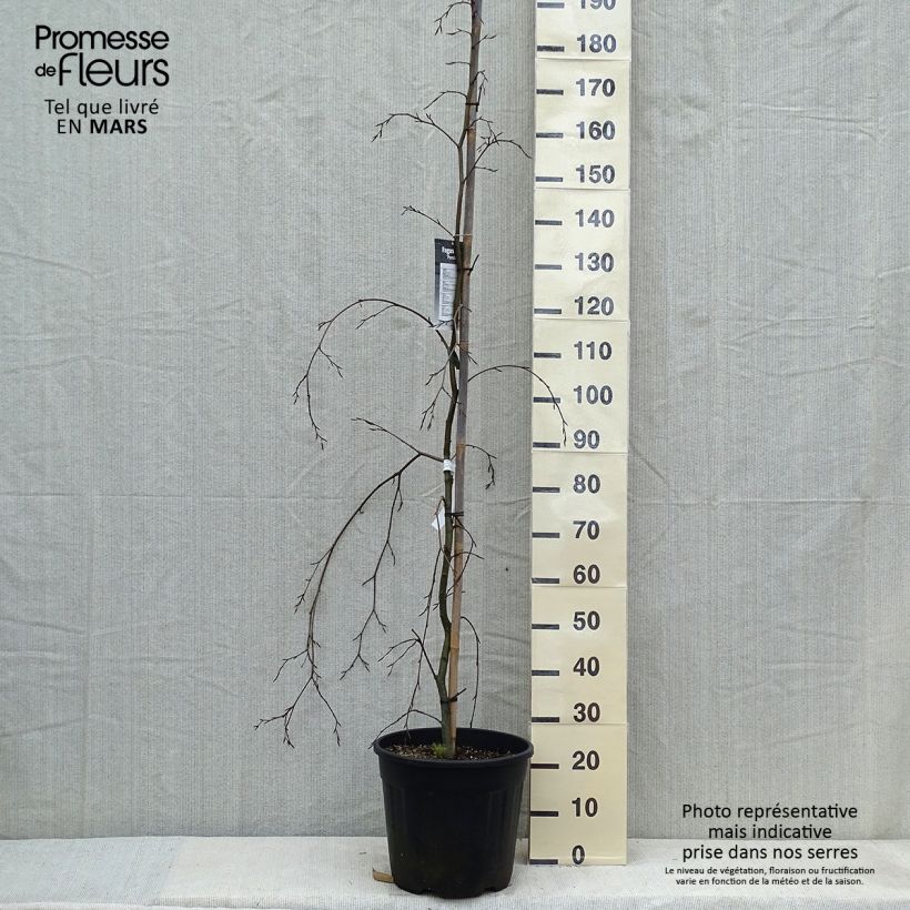 Fagus sylvatica Pendula - Faggio Vaso da 18L/20L esemplare consegnato in primavera