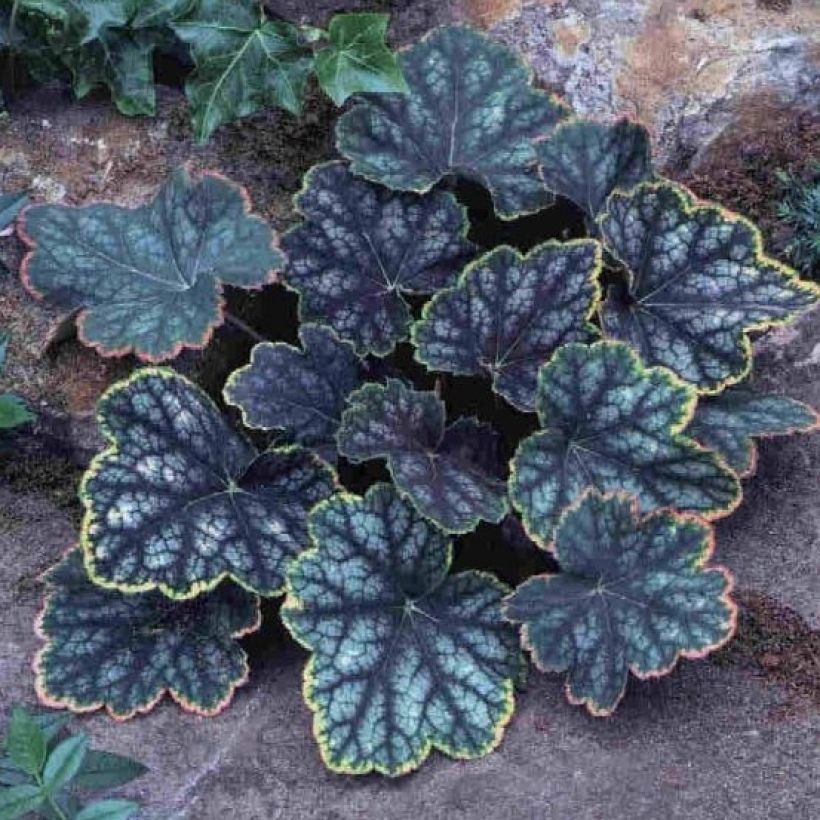Heuchera Beauty Colour (Porto)