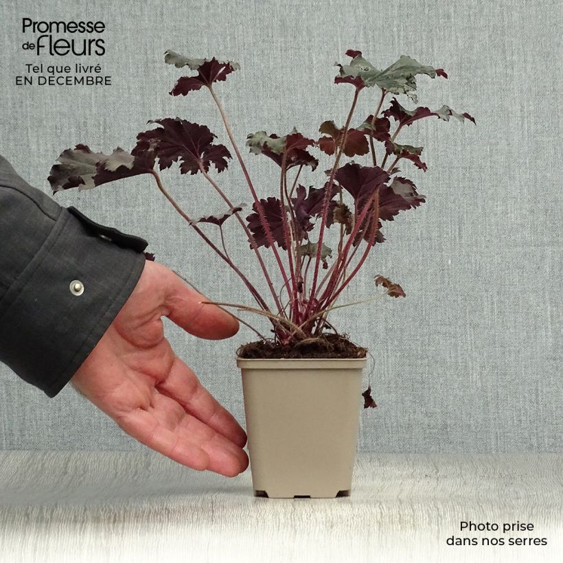 Heuchera Binoche Vasetto da 8/9 cm esemplare consegnato in inverno