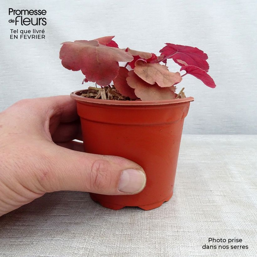 Heuchera Caribbean Sea Vasetto da 8/9 cm esemplare consegnato in inverno