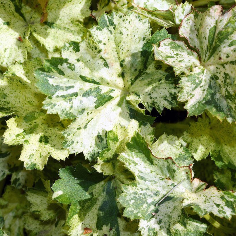 Heuchera sanguinea Coral Cloud - Campane di corallo (Fogliame)