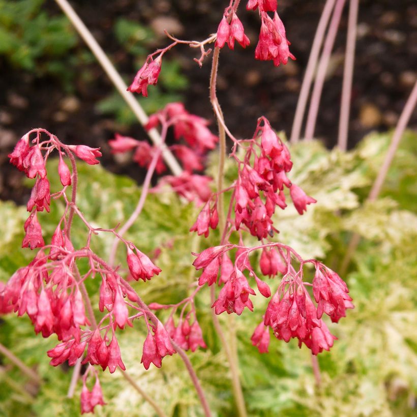 Heuchera sanguinea Coral Cloud - Campane di corallo (Fioritura)
