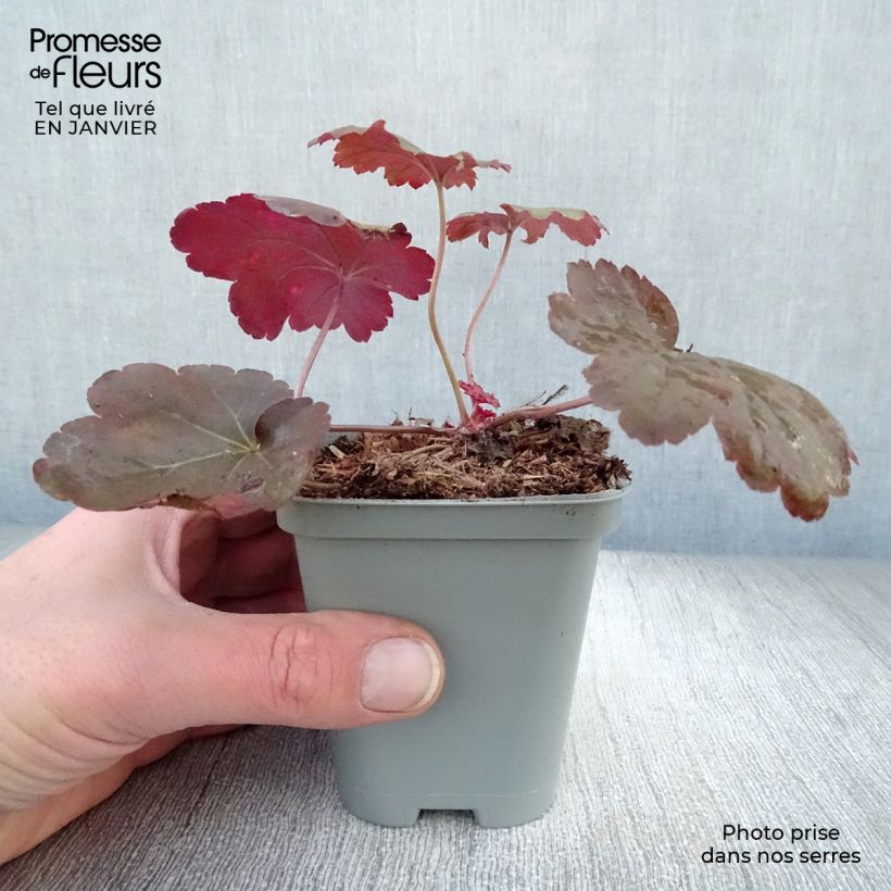 Heuchera Coral Sea Vasetto da 8/9 cm esemplare consegnato in inverno