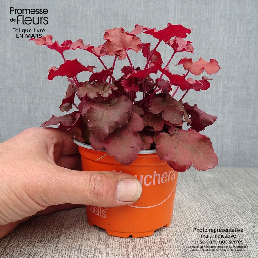 Heuchera Coral Sea Vasetto da 8/9 cm esemplare consegnato in primavera