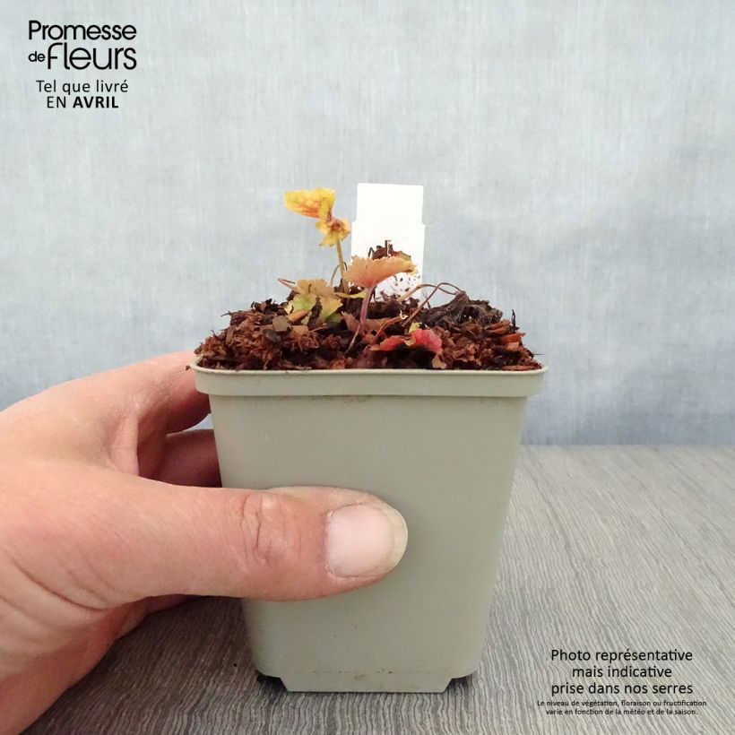 Heuchera Happy Flames Vasetto da 8/9 cm esemplare consegnato in primavera