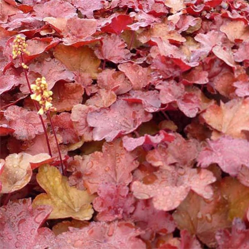 Heuchera Little Cutie Blondie (Fogliame)