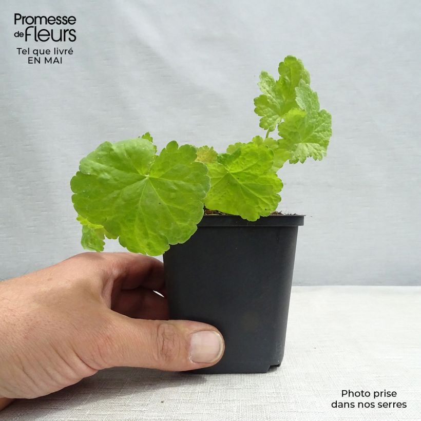 Heuchera Little Cuties Sweet Tart Vasetto da 8/9 cm esemplare consegnato in primavera