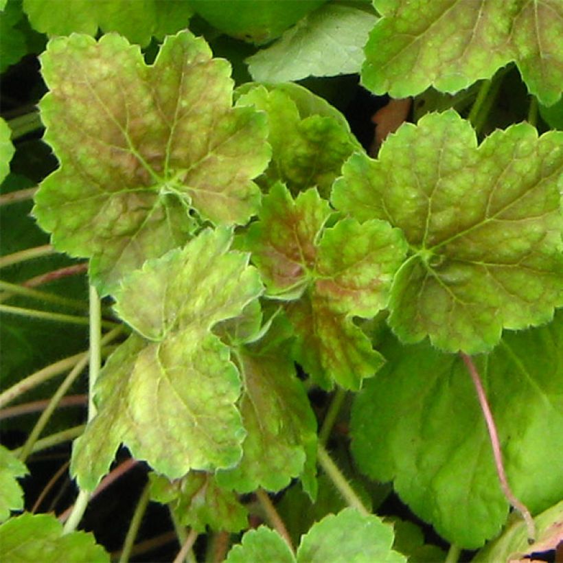 Heuchera Miracle (Fogliame)