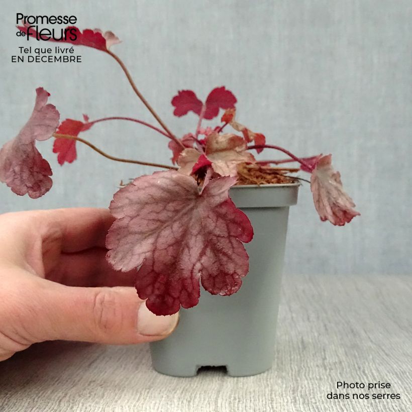 Heuchera Peach flambé Vasetto da 8/9 cm esemplare consegnato in inverno
