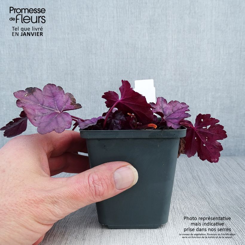 Heuchera Pink Panther Vasetto da 8/9 cm esemplare consegnato in inverno