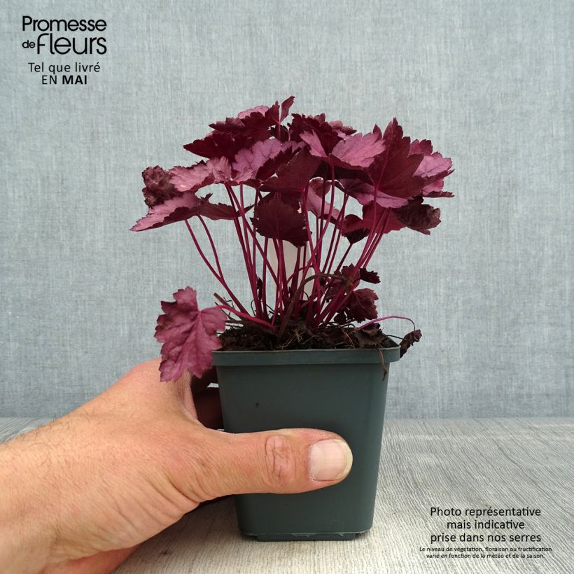 Heuchera Pink Panther Vasetto da 8/9 cm esemplare consegnato in primavera