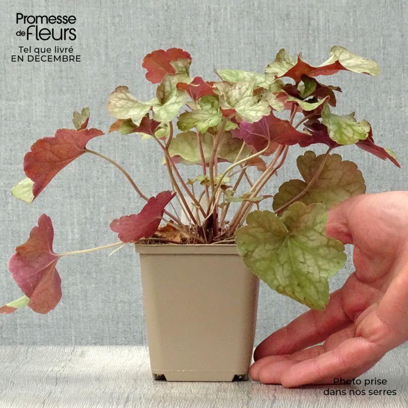 Heuchera Pinot Gris Vasetto da 8/9 cm esemplare consegnato in inverno