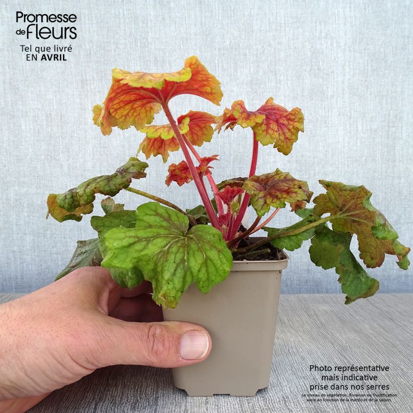 Heuchera Red Lightning Vasetto da 8/9 cm esemplare consegnato in primavera