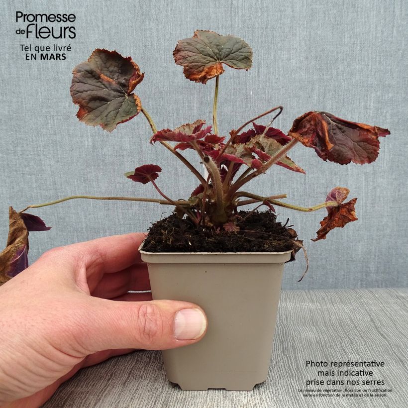 Heuchera XXL Vasetto da 8/9 cm esemplare consegnato in inverno