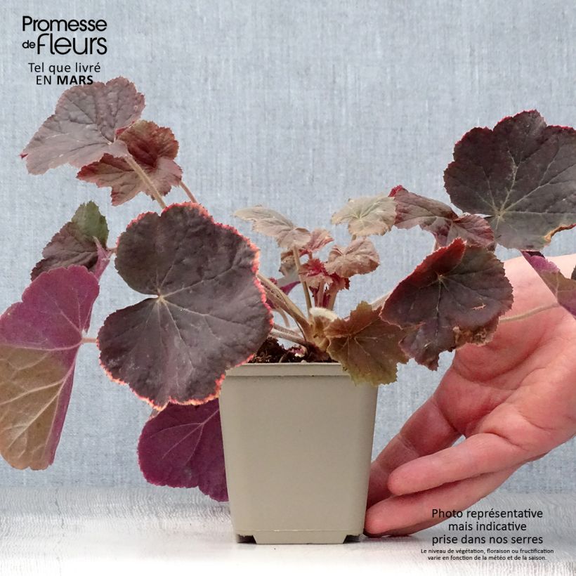 Heuchera XXL Vasetto da 8/9 cm esemplare consegnato in primavera