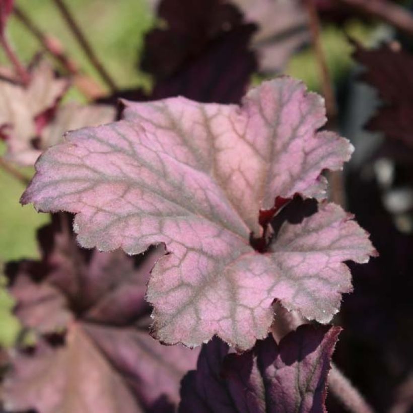 Heuchera Plum Pudding (Porto)