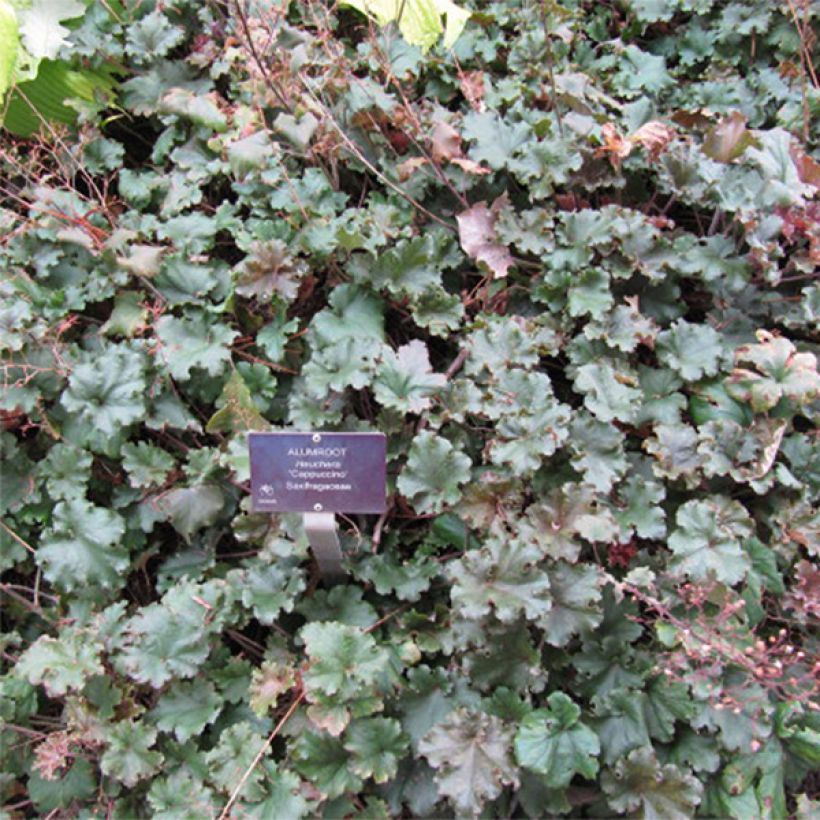 Heuchera micrantha Cappuccino (Fioritura)